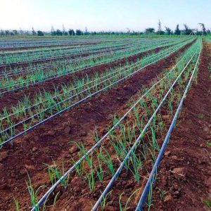 نوار آبیاری قطره ای بغل دوخت؛ ۷ نکته‌ای که در نگاه اول دیده نمی‌شوند